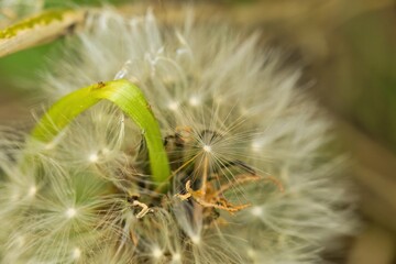dandelion seed head