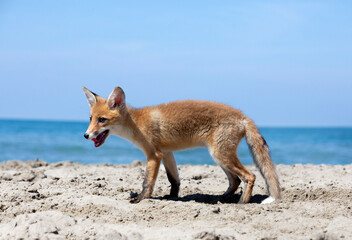 fox on the beach