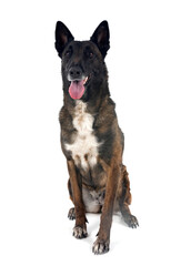 malinois in studio