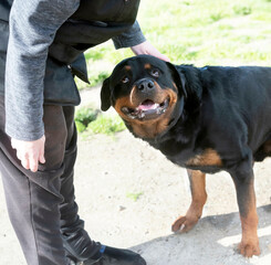 rottweiler with his owner