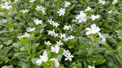 Photo of white flowers in the garden plot