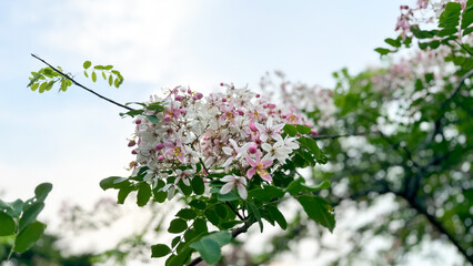 Photograph of pink and white flowers blooming on a tree.