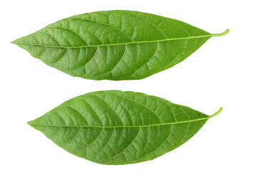 Leaf of avocado isolated on white background. Top view. Flat lay