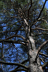 winding branches of an old pine tree