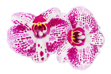 pink phalaenopsis orchid flower isolated on white background
