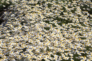 Wild daisy flowers growing on meadow, lawn, white chamomiles on green grass background. Oxeye daisy, Leucanthemum vulgare, Daisies, Common daisy, Dog daisy.