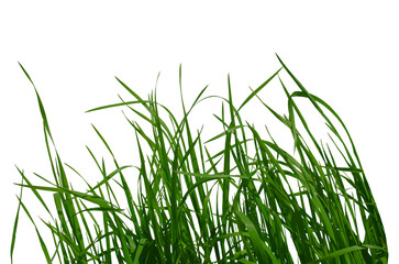 Obraz premium Green grass isolated on white background Floral leaves nature Young leaves of field Grass Spring time Young bush of grass greens Copy space