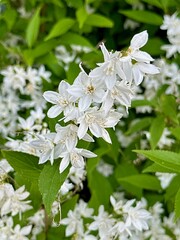 Deutzia Gracilis in Full Bloom: Delicate White Flowers Against a Lush Green Foliage Backdrop