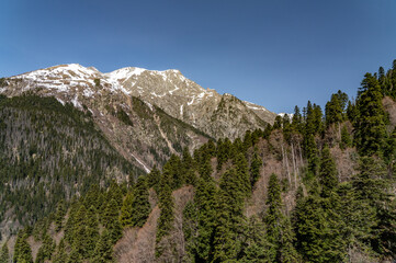 Obraz premium landscape with trees and mountains