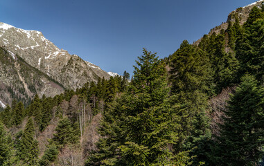 Obraz premium landscape with trees and mountains