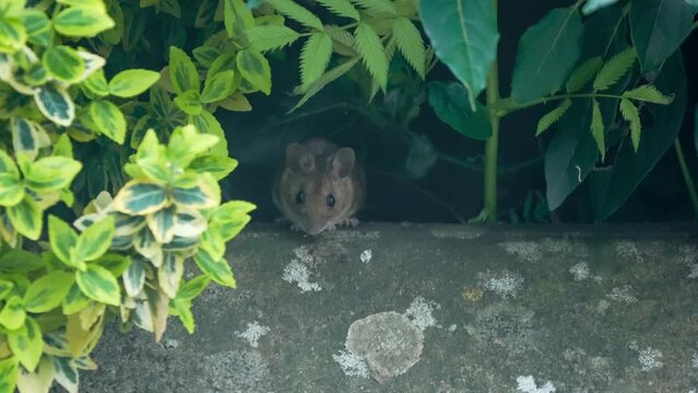 a wood mouse (long tailed field, Apodemus sylvaticus) feeding in a garden pation area