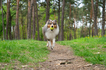 Cute fluffy gray tricolor dog shetland sheepdog. Happy active sheltie is running and playing with...