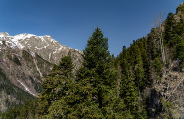 Obraz premium landscape with trees and mountains