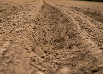 Empty plowed field at the beginning of spring season
