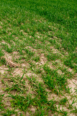 Close up of small rye growing in the field