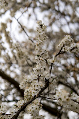 Small white flowers of Mirabelle plum
