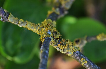 Macro nature tree branch