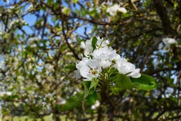 white flowers in the garden