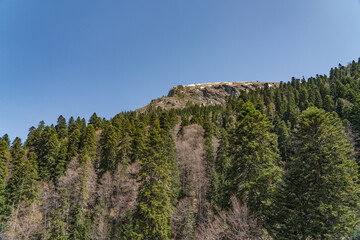 landscape with trees and mountains