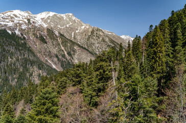 landscape with trees and mountains