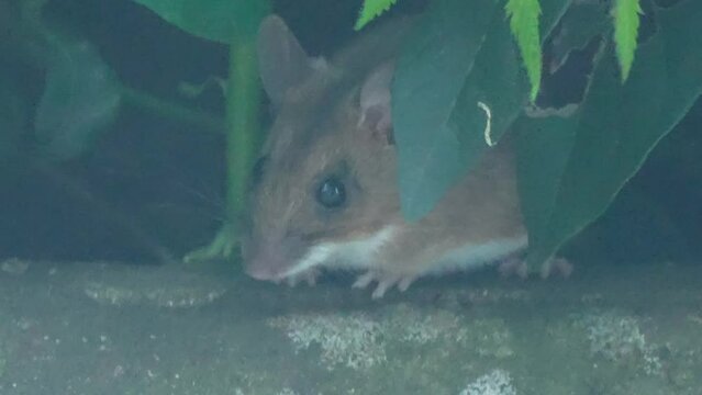 a wood mouse (long tailed field, Apodemus sylvaticus) feeding in a garden pation area