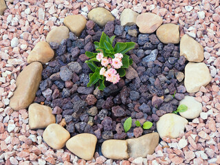 Flowerbed with Primroses and Decorative Stones