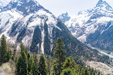 landscape with trees and mountains