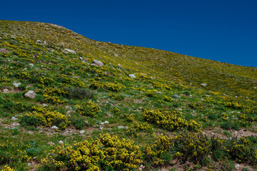 Flowering mountain hills in spring