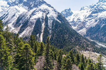 landscape with trees and mountains