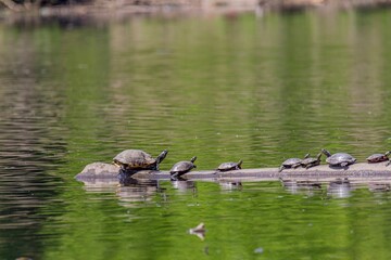 turtles on the lake