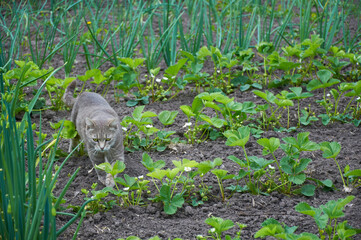 Cute gray cat walking in the garden beds