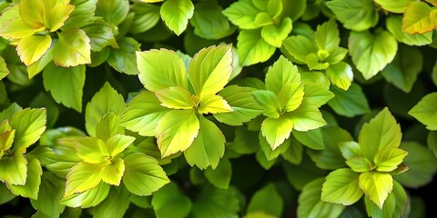 High-Resolution Image of Small Green Hedge Plants for Decorative Backgrounds. Concept Hedge Plants, Greenery, Decorative Background, High-Resolution Image