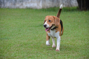 Beagle dog walking, playing and running outdoors in the park on a summer day. Pet