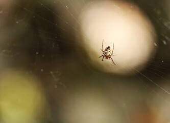 spider sitting on his own net