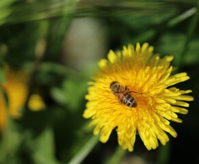 Bee sit in Blooming flowers on the sunny day in Poland