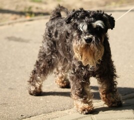 Dog on sunny day on walk in street