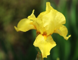 Blooming flowers on the sunny day in Poland