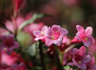 Blooming flowers on the sunny day in Poland