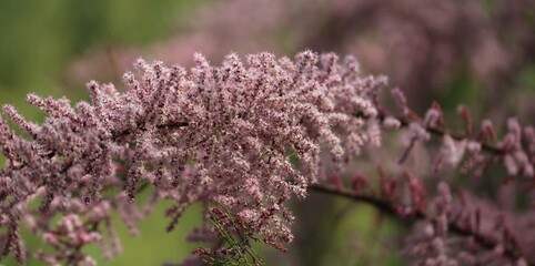 Blooming bush of flowers on the sunny day in Poland