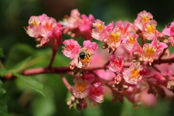 Bee in the Blooming flowers on the sunny day in Poland