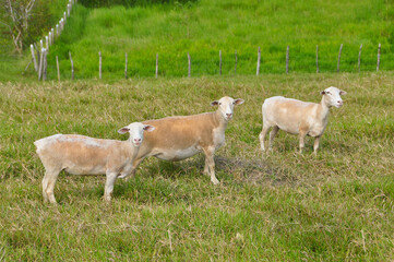 Obraz premium A group of great white dorper Sheep grazing on the farm's green pastures