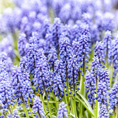 Fototapeta premium Purple flowers. Selective and soft focus. Close up.