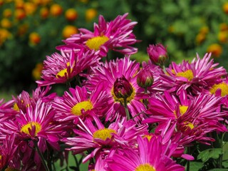 pink and yellow chrysanthemum