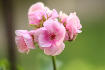 Fototapeta premium Blooming flowers on the sunny day in Poland