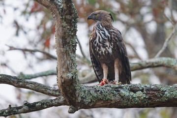 Changeable Hawk-eagle or crested hawk-eagle - Nisaetus limnaeetus cirrhatus is a large crested bird...