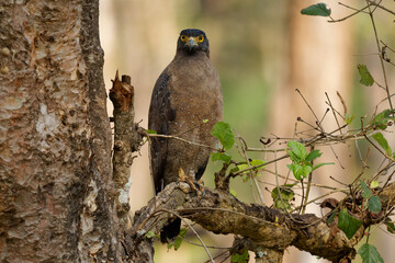 Crested serpent eagle - Spilornis cheela is medium-sized bird of prey found in forested habitats...