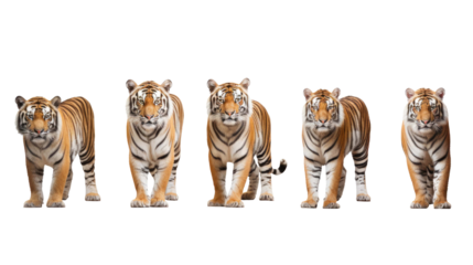 Collection of Indian tigers isolated on a transparent background