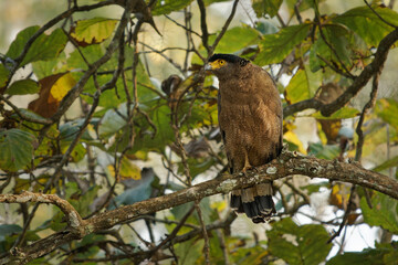 Crested serpent eagle - Spilornis cheela is medium-sized bird of prey found in forested habitats across tropical Asia, brown bird woth the crest on the tree in the Indian jungle