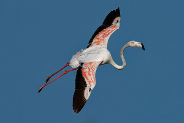 Greater Flamingo - Phoenicopterus roseus the most widespread and largest species of flamingo...