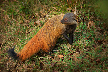 Stripe-necked Mongoose - Urva vitticolla fast ground mammal native to forests and shrublands from...